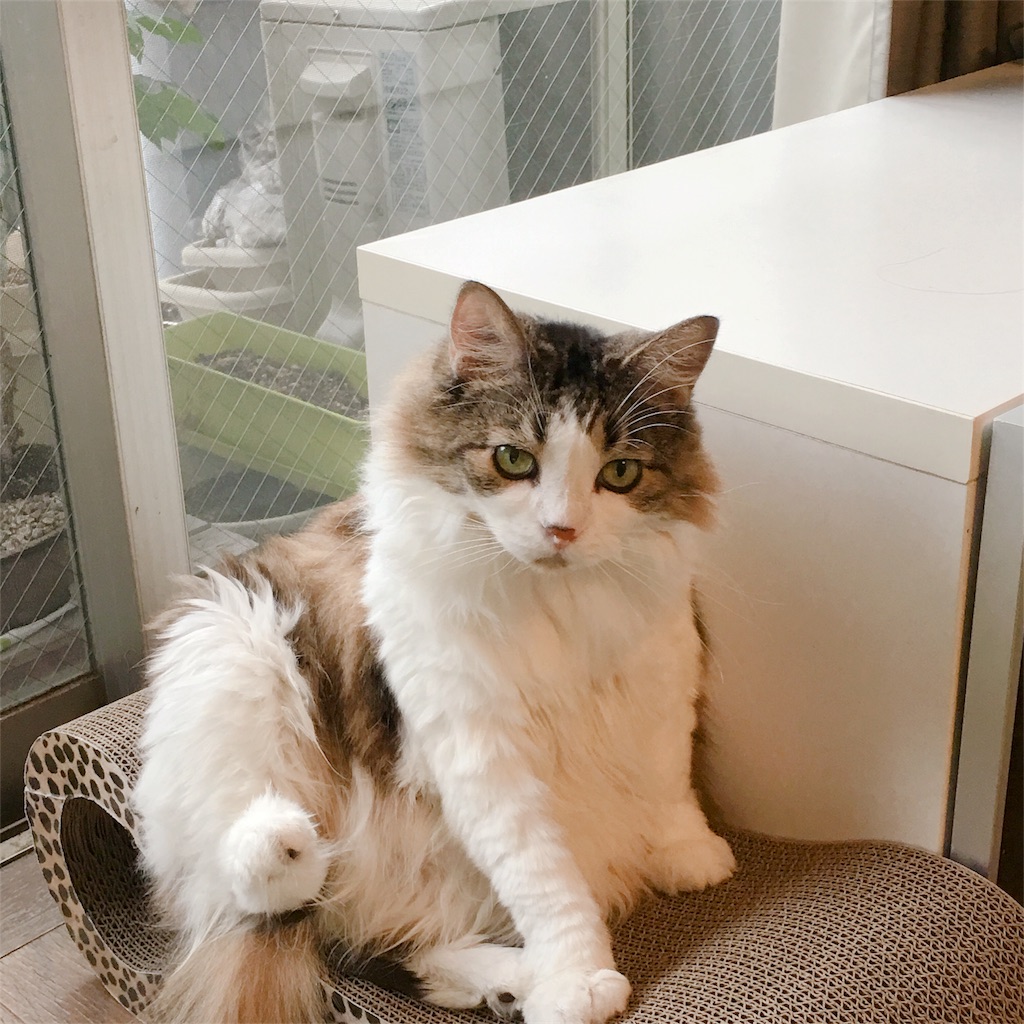 f:id:wasabing:20180727192147j:image