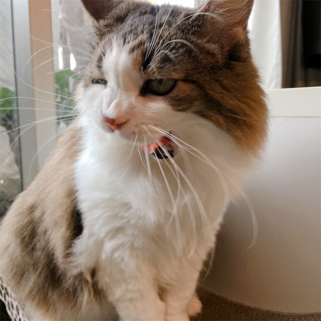 f:id:wasabing:20180727192216j:image