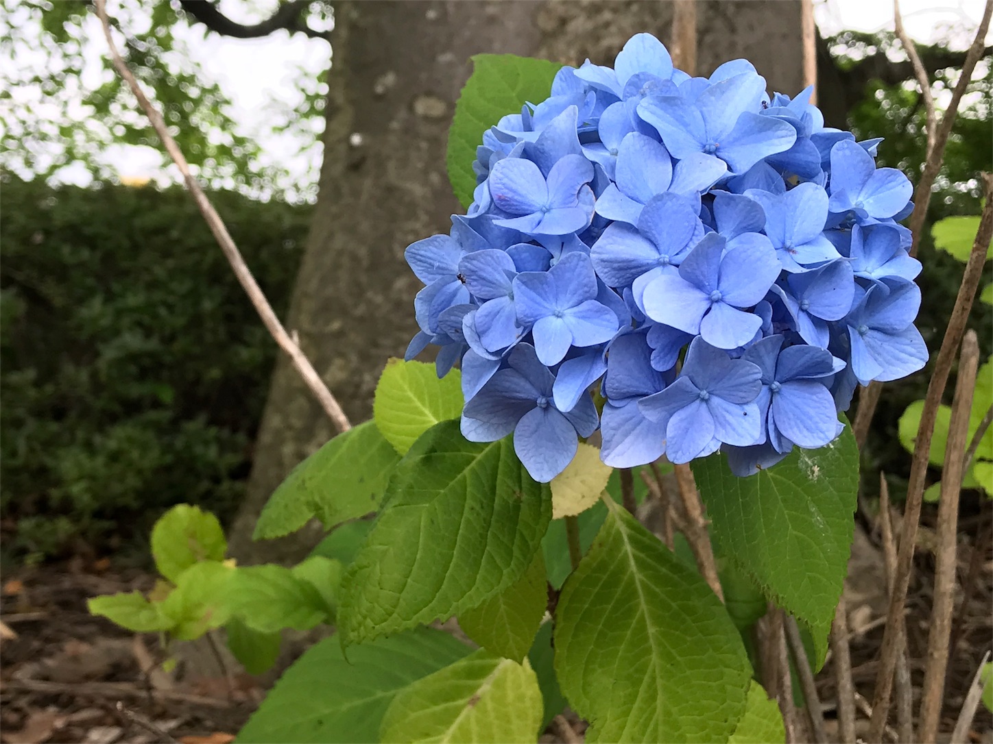 f:id:wasabitan:20180621104116j:plain f:id:wasabitan:20180621104116j:plain