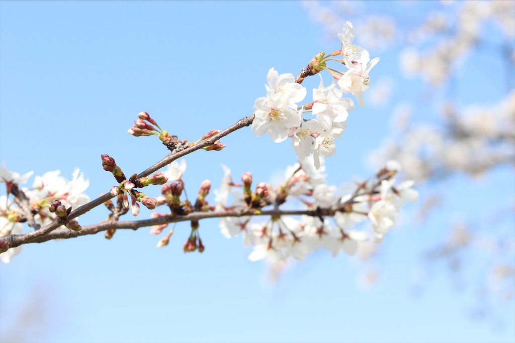 f:id:wasagi1128:20200524151906j:image f:id:wasagi1128:20200524151906j:image