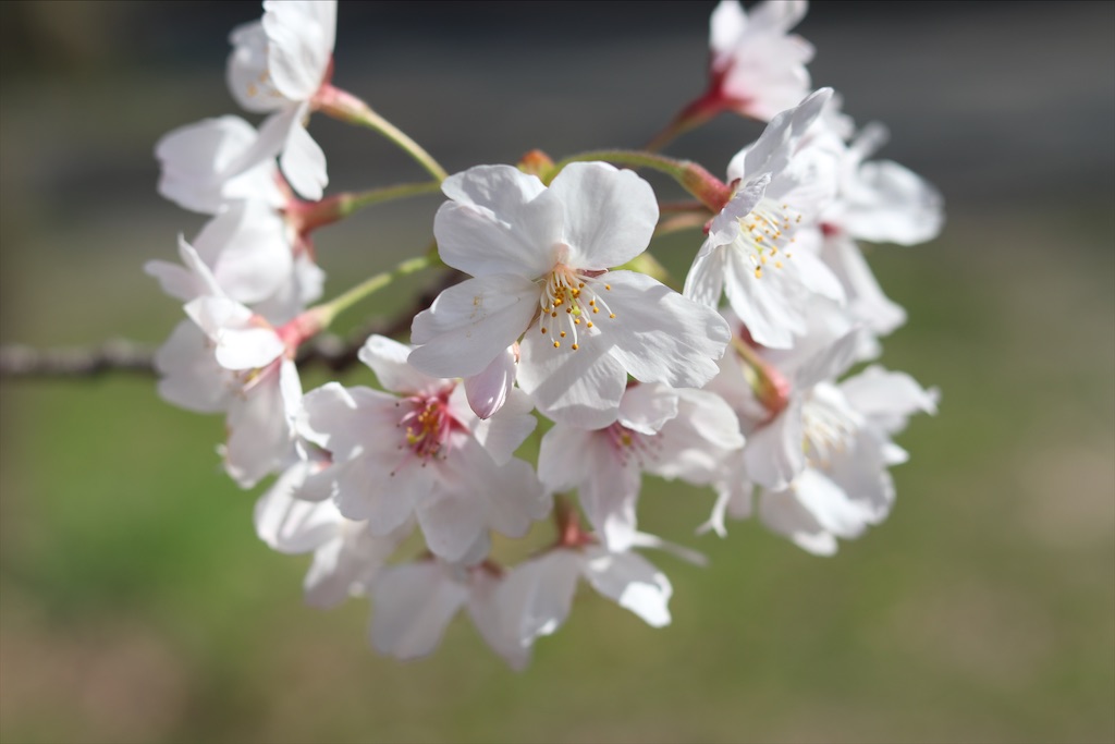 f:id:wasagi1128:20200524151937j:image f:id:wasagi1128:20200524151937j:image
