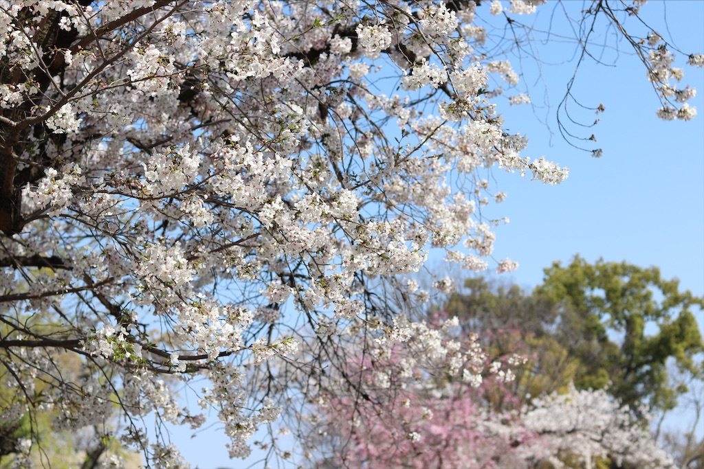 f:id:wasagi1128:20200524151950j:image f:id:wasagi1128:20200524151950j:image