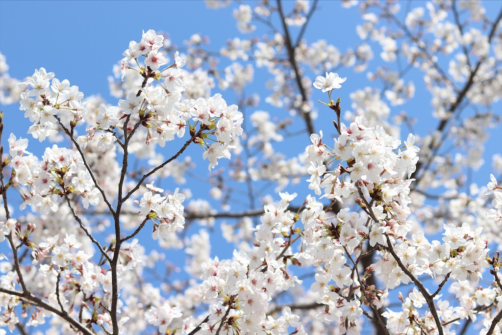 f:id:wasagi1128:20200524151958j:image f:id:wasagi1128:20200524151958j:image