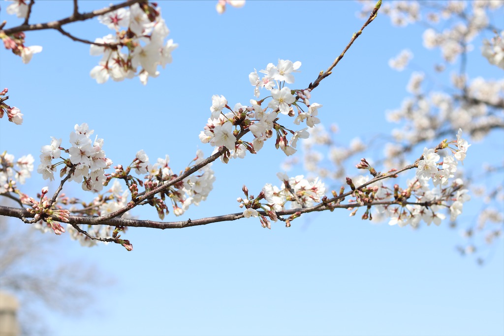 f:id:wasagi1128:20200524152003j:image f:id:wasagi1128:20200524152003j:image