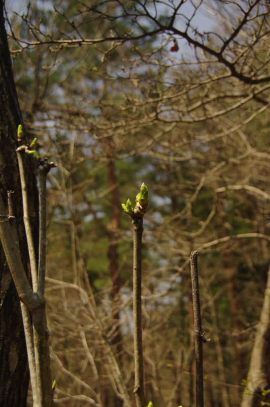 f:id:wasakoki7778:20120419105631j:image:w360