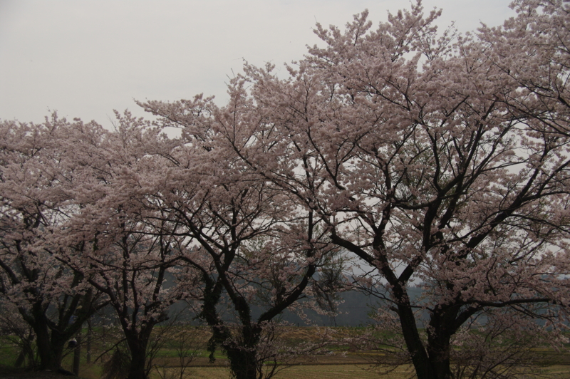 f:id:wasakoki7778:20120424101419j:image:w360
