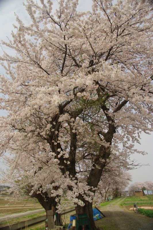 f:id:wasakoki7778:20120424101600j:image:w360