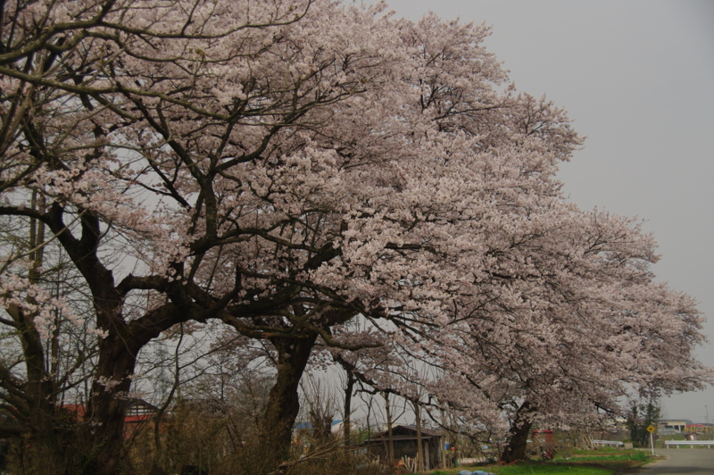 f:id:wasakoki7778:20120424101828j:image:w360