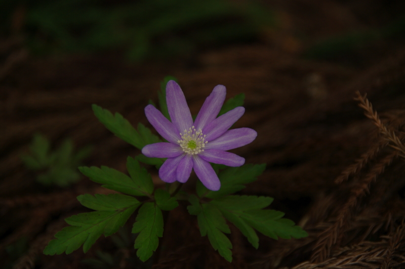 f:id:wasakoki7778:20120424112847j:image:w360