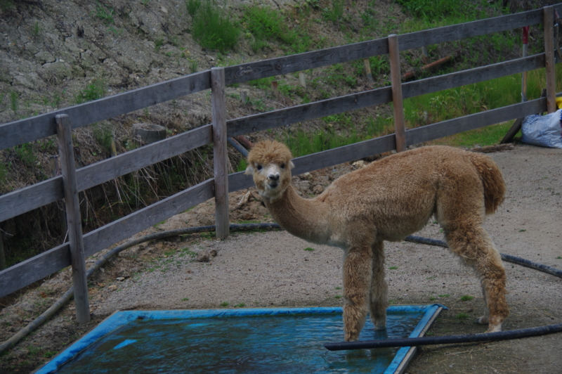 f:id:wasakoki7778:20120826114708j:image:w640 f:id:wasakoki7778:20120826114708j:image:w640