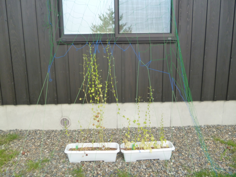 f:id:wasakoki7778:20130821144327j:image:w640 f:id:wasakoki7778:20130821144327j:image:w640