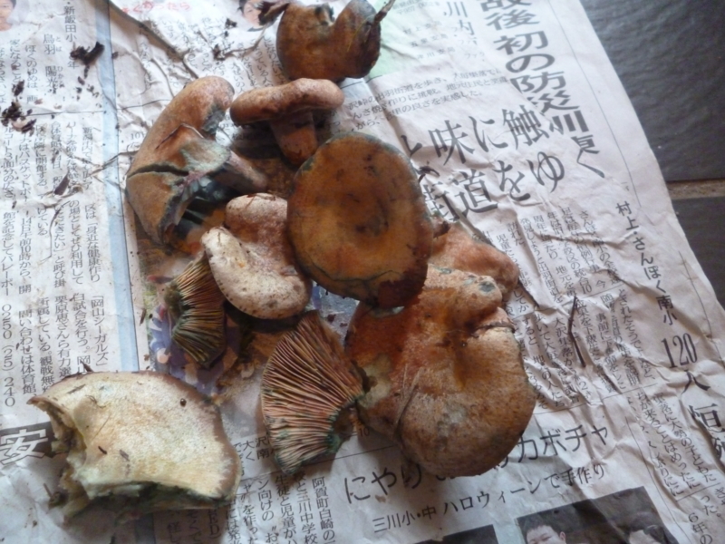 f:id:wasakoki7778:20131101124110j:image:w640
