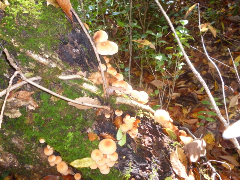 f:id:wasakoki7778:20131109100417j:image:w640