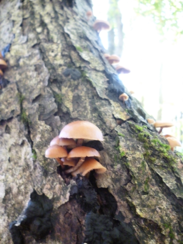 f:id:wasakoki7778:20131109102629j:image:w640