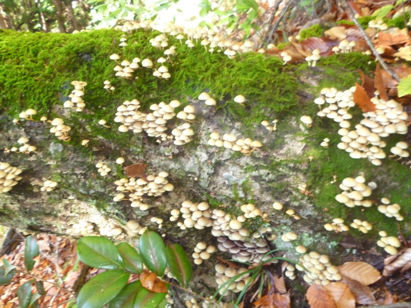 f:id:wasakoki7778:20131109102741j:image:w640