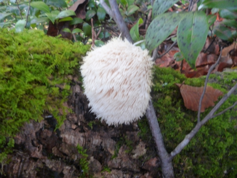 f:id:wasakoki7778:20131109103519j:image:w640