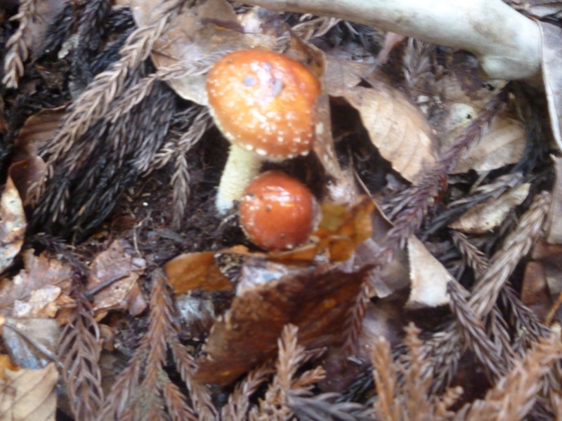 f:id:wasakoki7778:20131109103659j:image:w640
