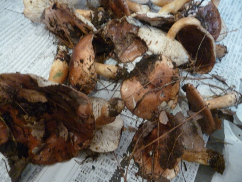f:id:wasakoki7778:20131115121933j:image:w640