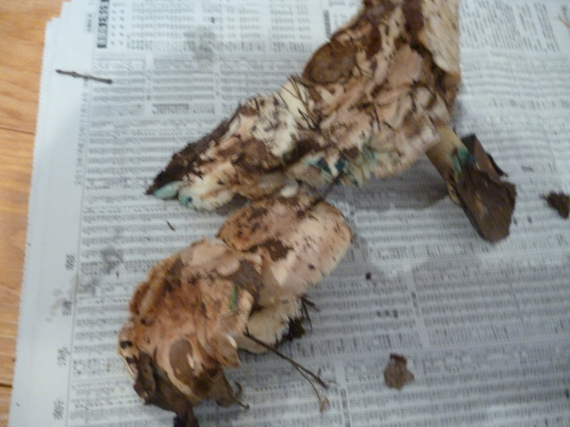 f:id:wasakoki7778:20131115122003j:image:w640