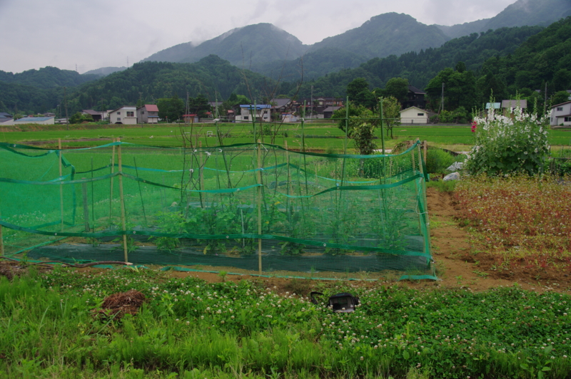 f:id:wasakoki7778:20140620093502j:image:w640