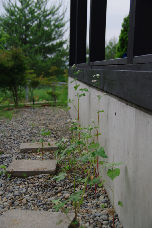 f:id:wasakoki7778:20140620100929j:image