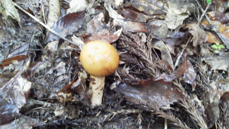 f:id:wasakoki7778:20140707130100j:image:w640 f:id:wasakoki7778:20140707130100j:image:w640