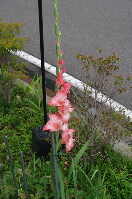 グラジオラス すかんぴんのブログ 今日もヒマだぁ
