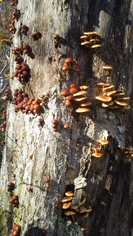 f:id:wasakoki7778:20151026101900j:image:w640