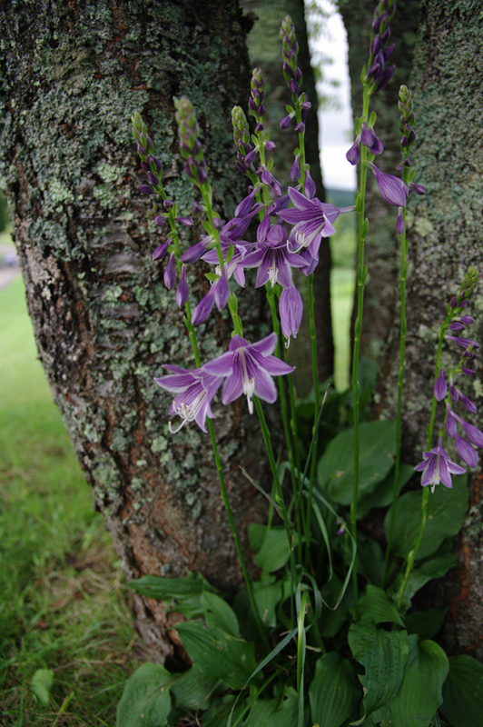 f:id:wasakoki7778:20170813114542j:image:w640