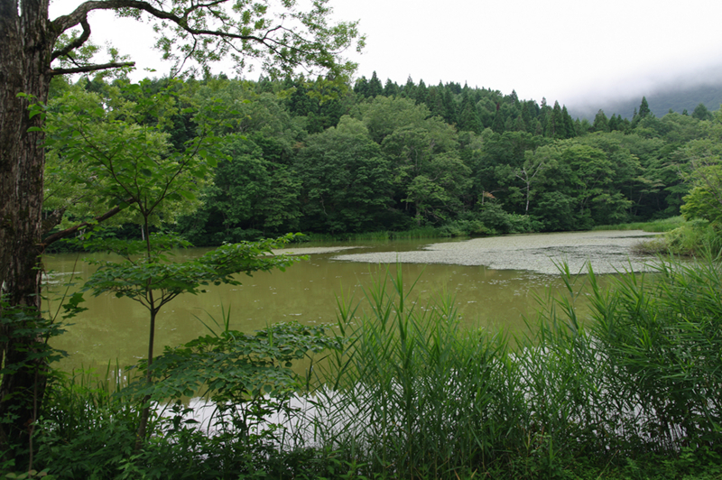 f:id:wasakoki7778:20170813124848j:image:w640