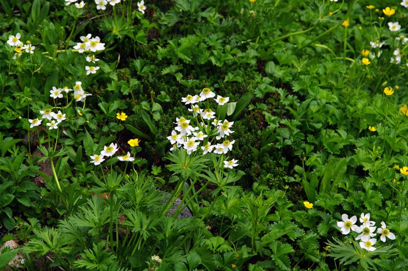 f:id:wasakoki7778:20180731111151j:image:w640