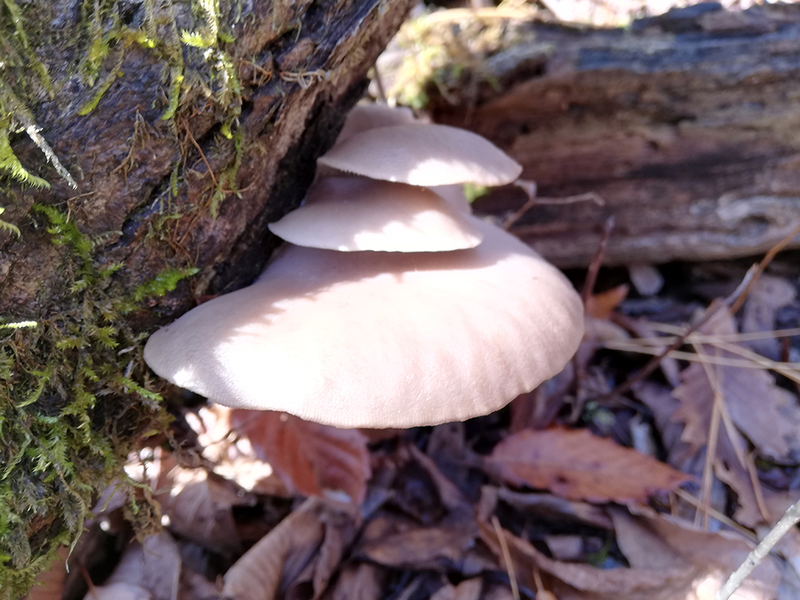 20181121103142