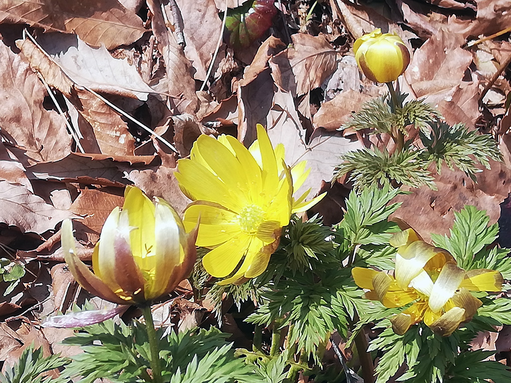 f:id:wasakoki7778:20190329223923j:plain