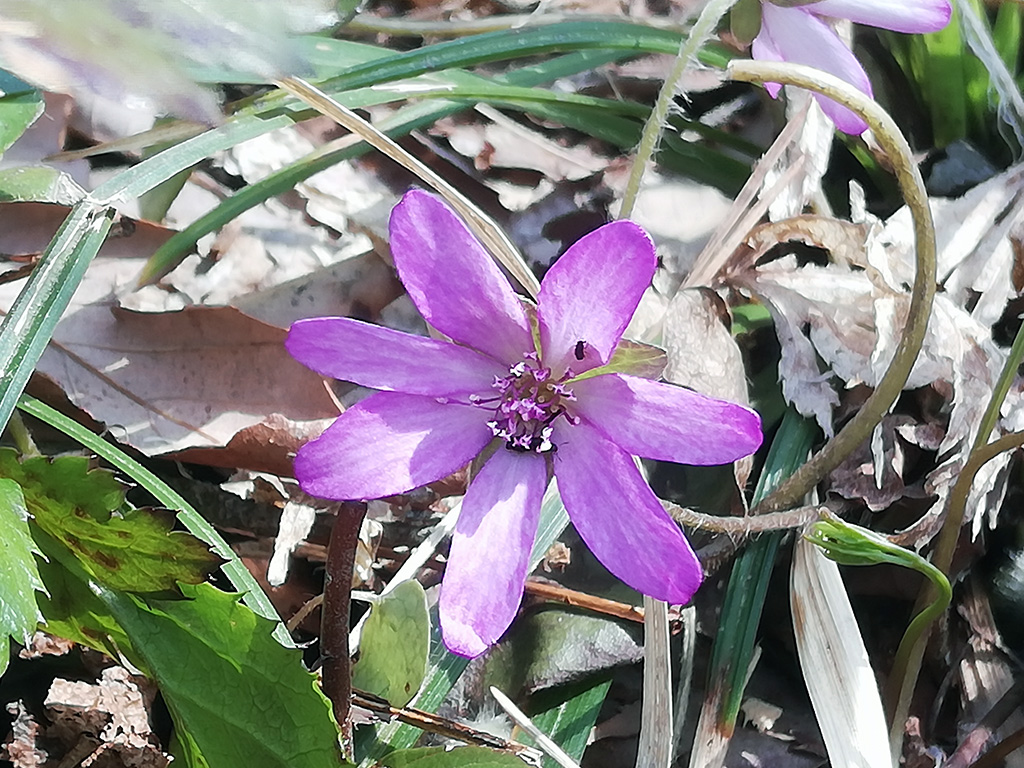 f:id:wasakoki7778:20190329224153j:plain