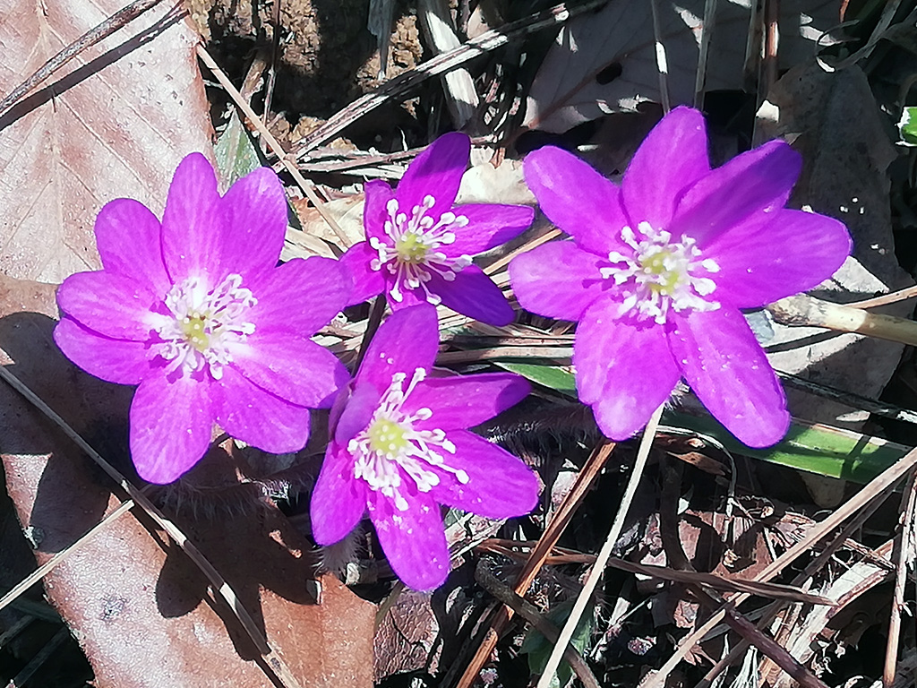 f:id:wasakoki7778:20190329224257j:plain