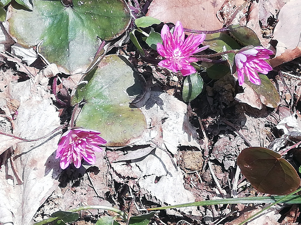 f:id:wasakoki7778:20190329225329j:plain