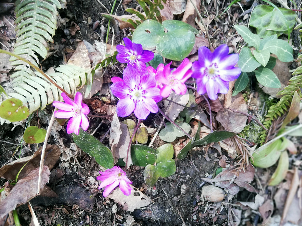 f:id:wasakoki7778:20190329225517j:plain
