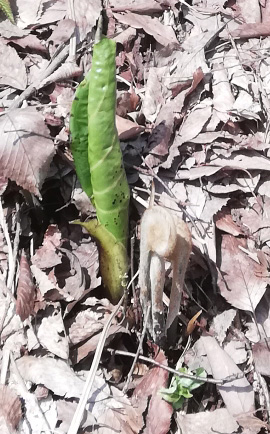f:id:wasakoki7778:20190329225938j:plain