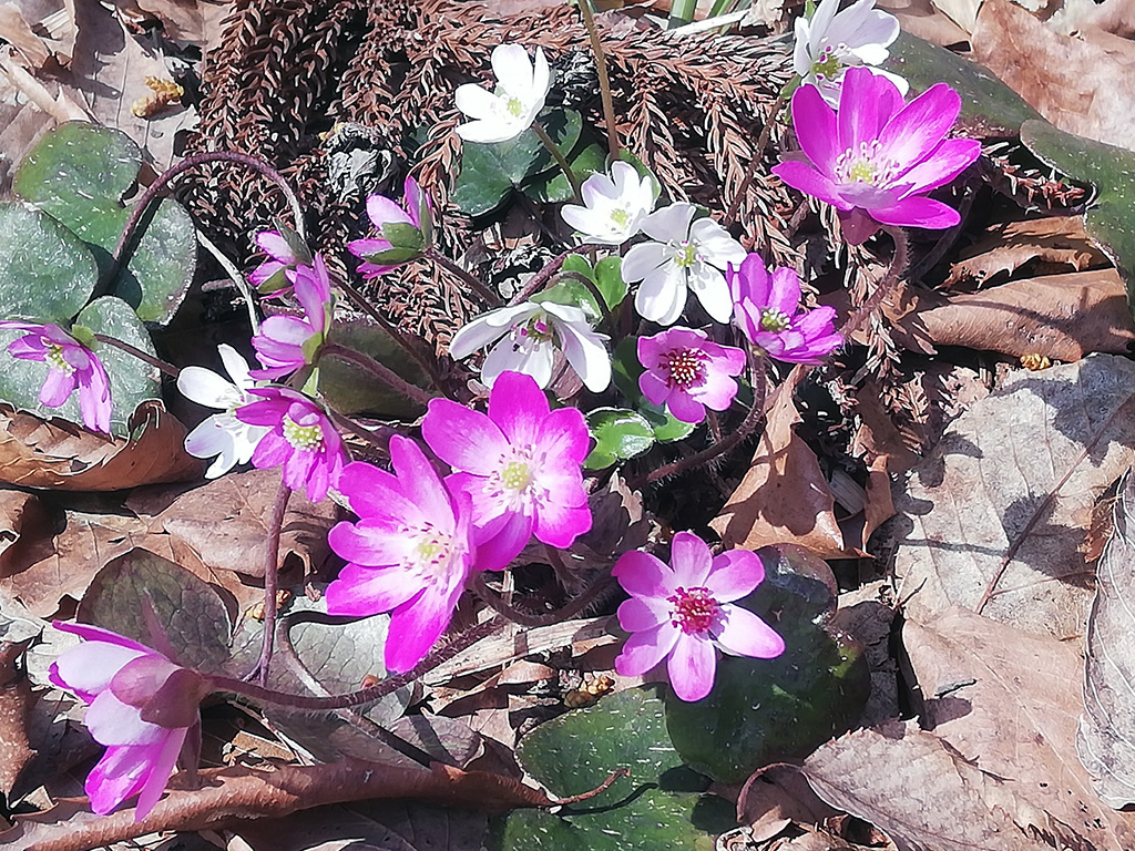 f:id:wasakoki7778:20190329230926j:plain