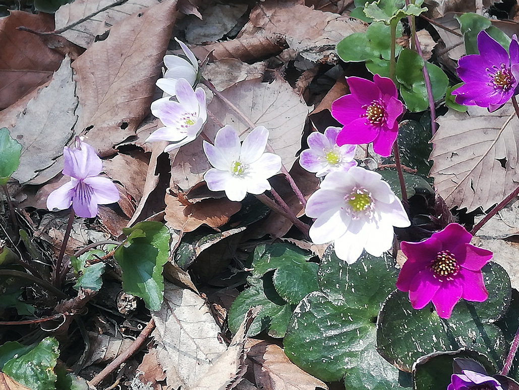 f:id:wasakoki7778:20190329231132j:plain