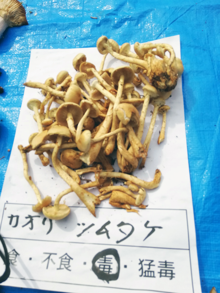 f:id:wasakoki7778:20201004210320j:plain