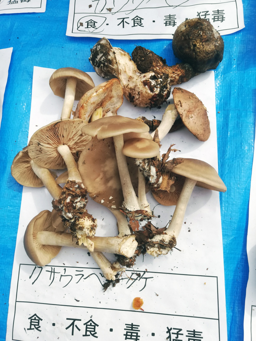 f:id:wasakoki7778:20201004210409j:plain