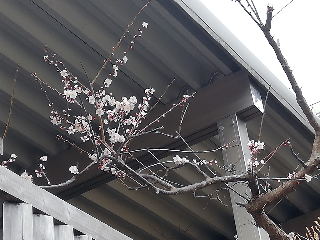 f:id:wasakoki7778:20210320145032j:plain