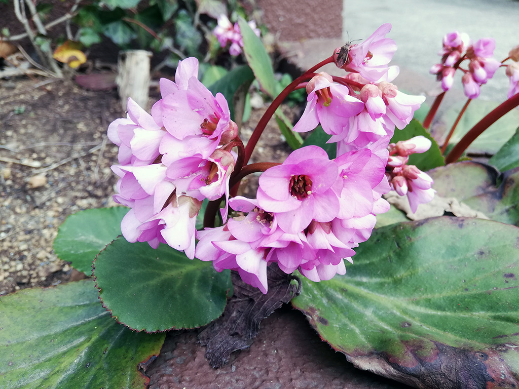 f:id:wasakoki7778:20210320145409j:plain