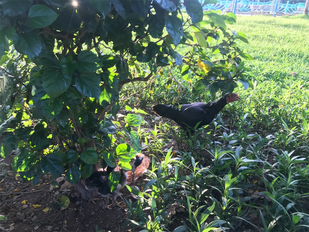 f:id:wasami:20210616212031j:image f:id:wasami:20210616212031j:image