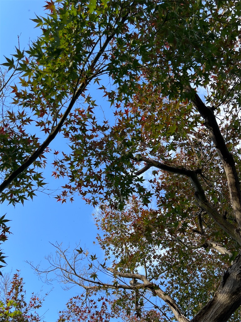 f:id:wasami:20241122205435j:image f:id:wasami:20241122205435j:image