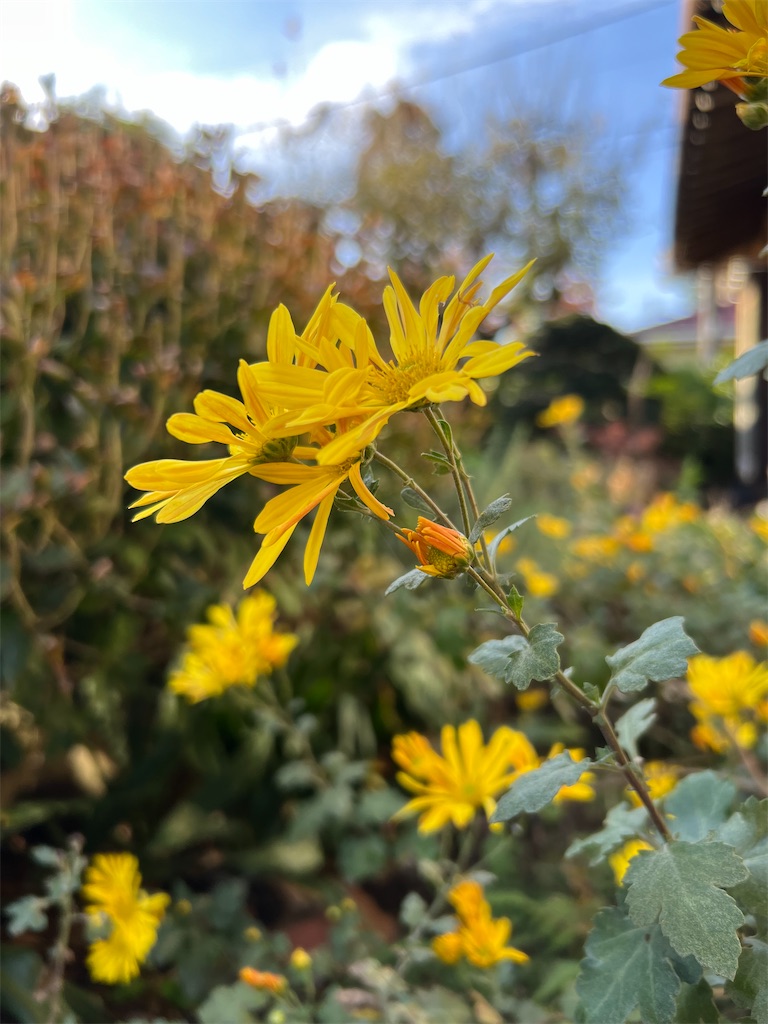 f:id:wasami:20241122205448j:image f:id:wasami:20241122205448j:image