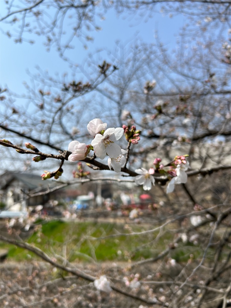 f:id:wasami:20250327194210j:image f:id:wasami:20250327194210j:image