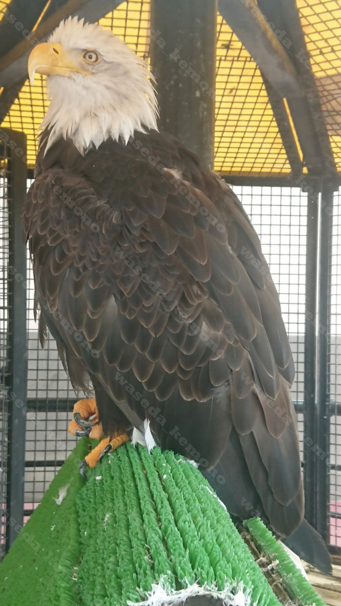 フレンズけんきゅう その１１ わせだちほー ぶしつ