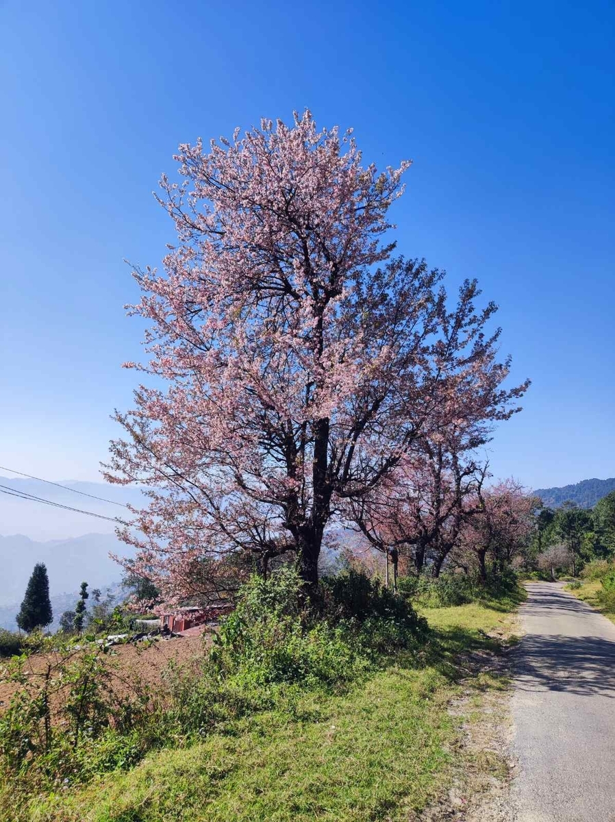 日本人の心を揺さぶる【桜】🌸【ヒマラヤザクラ】🌸 - 空のちょっと下で